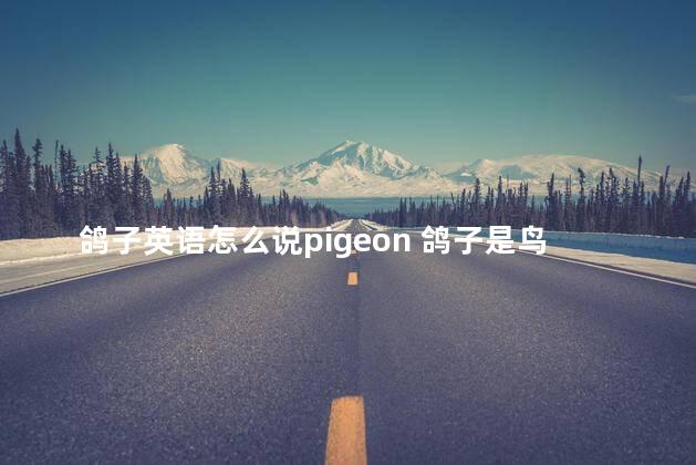 鸽子英语怎么说pigeon 鸽子是鸟类吗